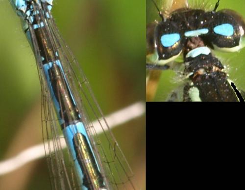 Réf. 33 657 : Coenagrion scitulum
