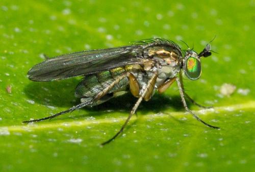 Dolichopus sp.