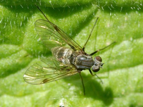 Chrysopilus cristatus