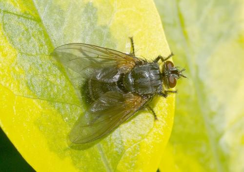 Panzeria sp.