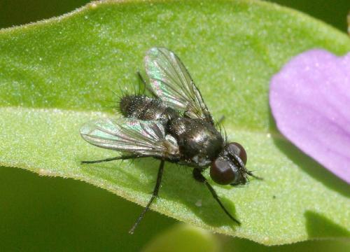 Rhinophora lepida