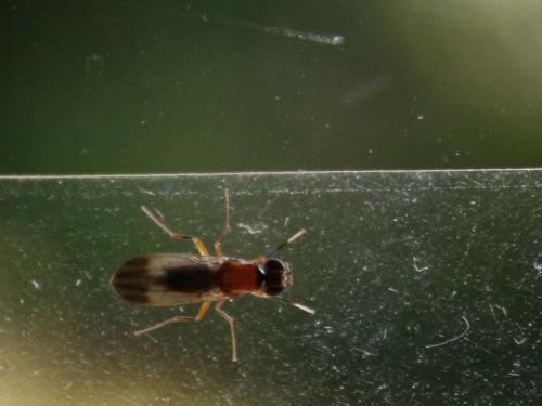 Clusiodes sp.