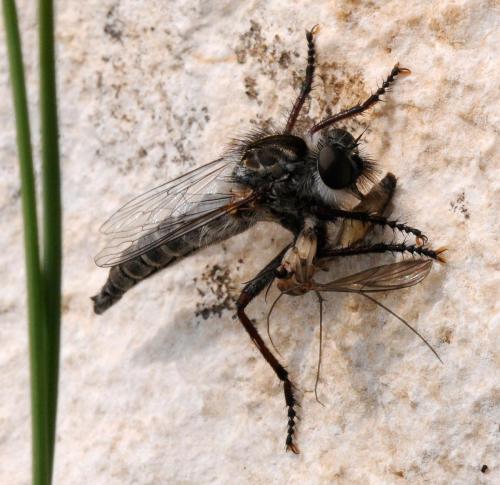 Réf. 33 012 : Rhadiurgus variabilis