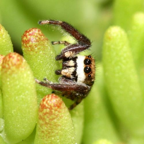 Réf. 33 004 : Neaetha membrosa