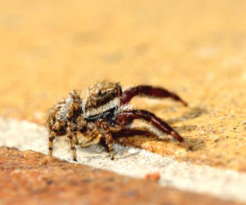 Réf. 33 006 : Neaetha membrosa