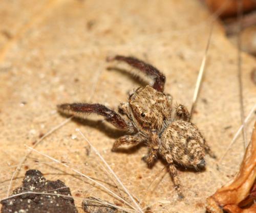 Réf. 33 005 : Neaetha membrosa