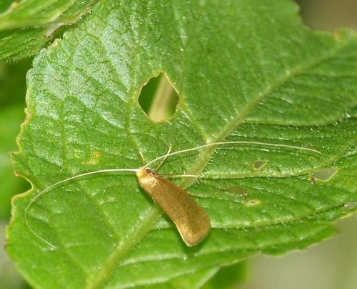 Nematopogon swammerdamella