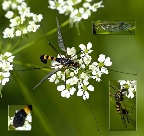 Réf. 33 789 : Nephrotoma crocata