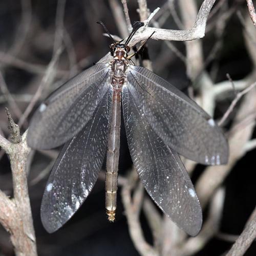 Réf. 33 385 : Myrmeleon formicarius