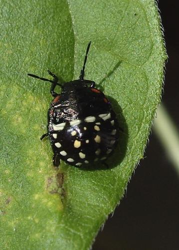 Réf. 33 661 : Nezara viridula