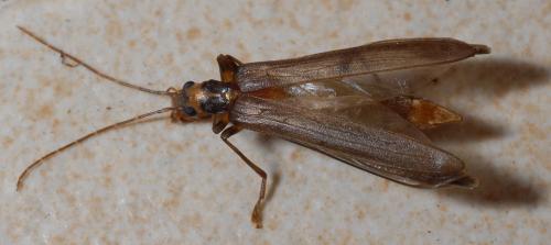 Réf. 33 277 : Oedemera femoralis