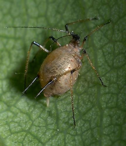 Réf. 33 278 : Macrosiphum sp.