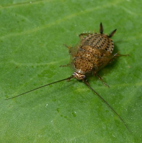 Ectobius pallidus