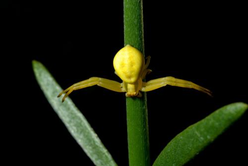 Misumena vatia