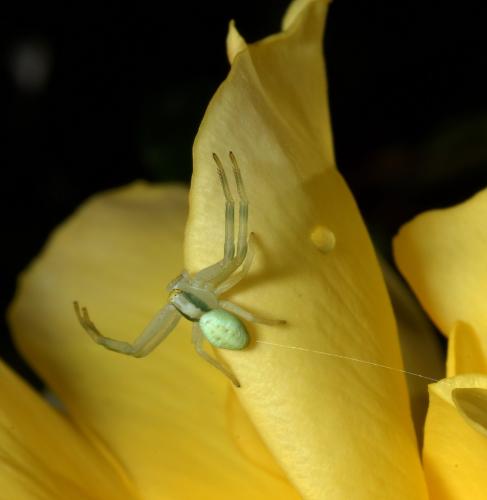 Misumena vatia