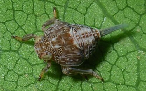 Issus coleoptratus