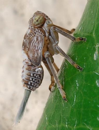 Issus coleoptratus