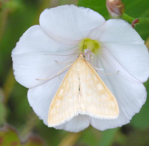 Réf. 33 684 : Sitochroa verticalis