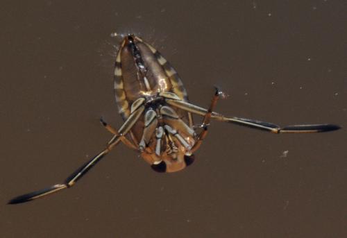 Réf. 33 651 : Notonecta sp.