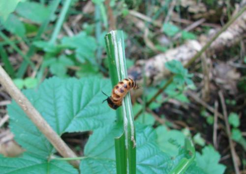 Drilus flavescens