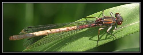 Pyrrhosoma nymphula