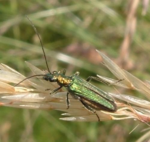 Oedemera nobilis