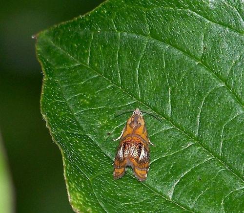 Olethreutes arcuella