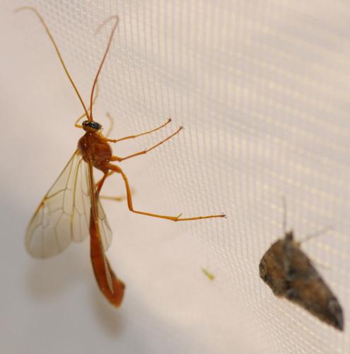 Réf. 33 719 : Enicospilus sp.