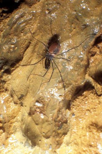 Réf. 33 253 : Ischyropsalis pyrenaea