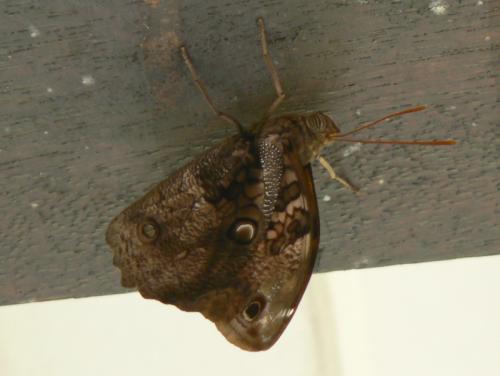 Opsiphanes sp.