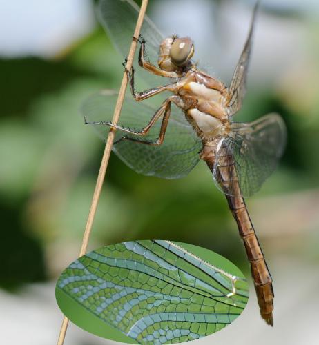 Orthetrum brunneum