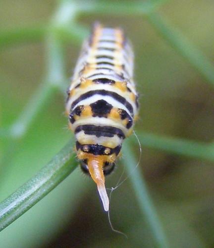 Papilio machaon