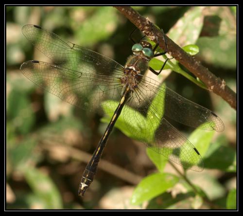 Réf. 33 578 : Oxygastra curtisii