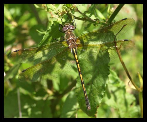 Oxygastra curtisii