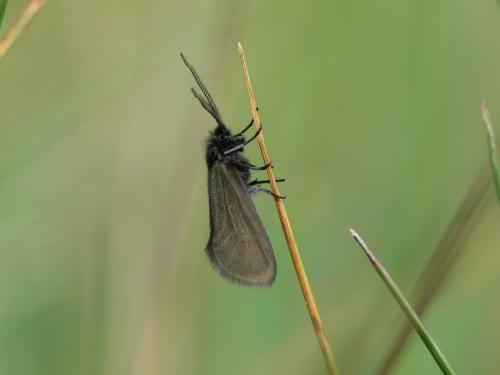 Réf. 33 027 : Heterogynis penella