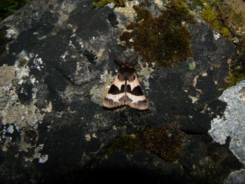 Watsonarctia deserta