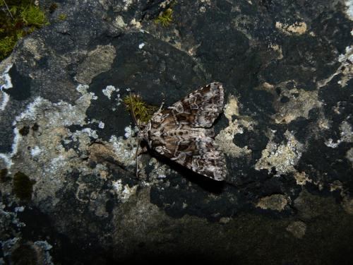 Réf. 33 029 : Pachetra sagittigera
