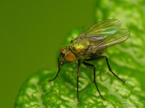 Réf. 33 110 : Chrysotus sp.