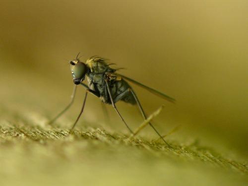 Réf. 33 400 : Medetera sp.