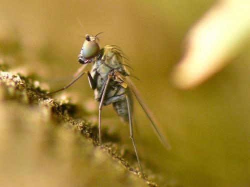 Medetera sp.