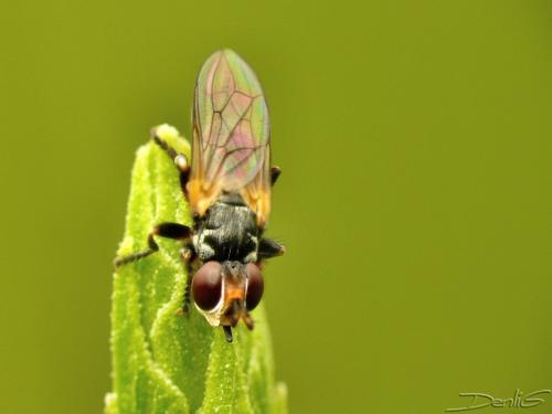 Réf. 33 884 : Thecophora atra
