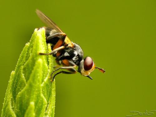 Réf. 33 883 : Thecophora atra