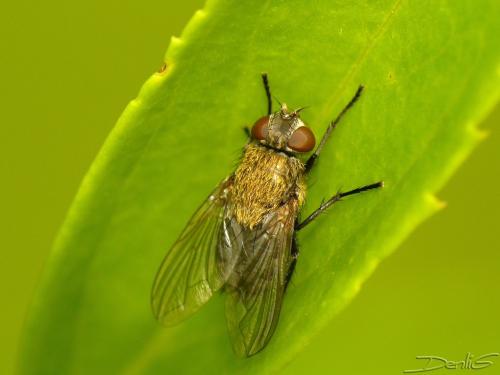 Pollenia sp.
