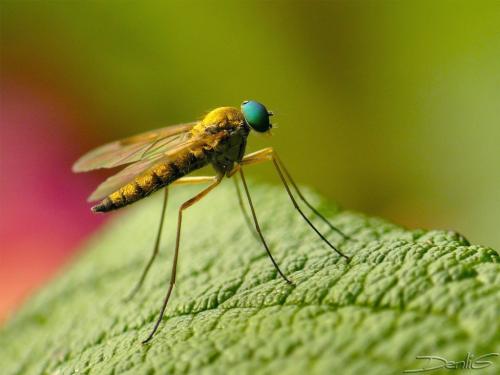 Réf. 33 892 : Chrysopilus asiliformis