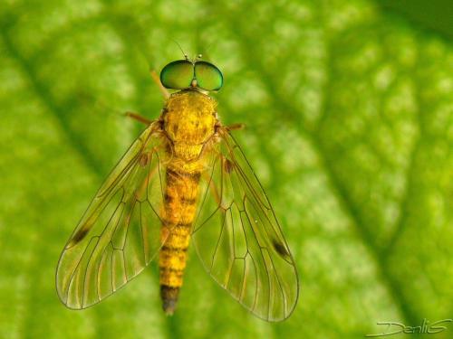 Réf. 33 893 : Chrysopilus asiliformis