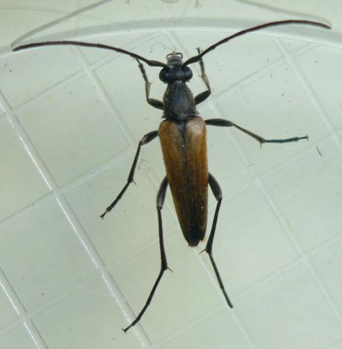 Stenurella melanura