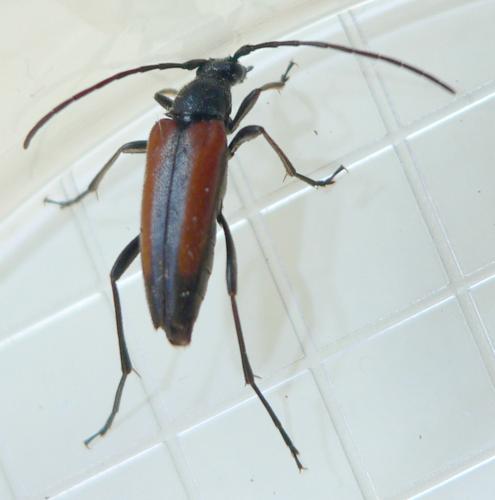 Stenurella melanura