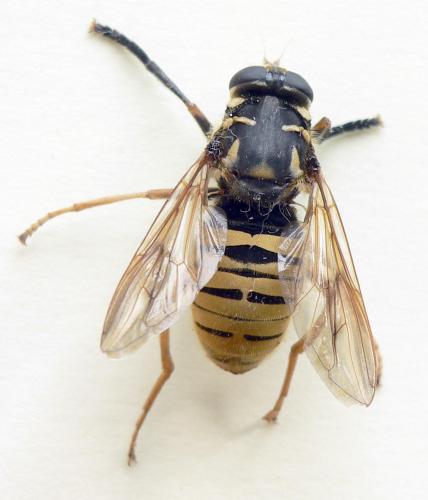 Temnostoma vespiforme