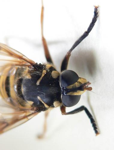 Temnostoma vespiforme