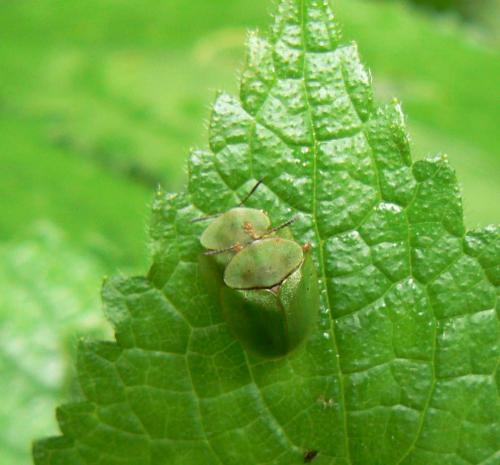 Réf. 33 476 : Cassida viridis